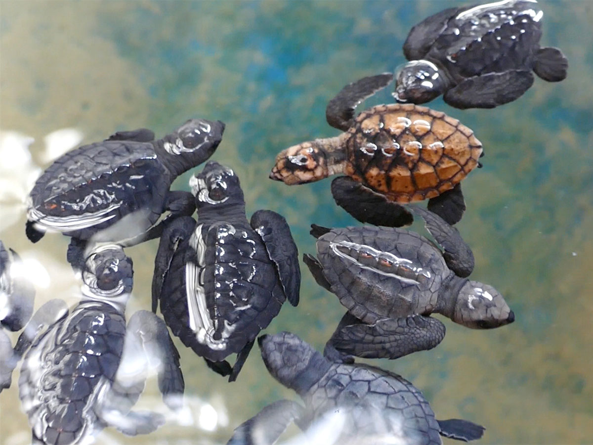 Schildkroeten_Sri_Lanka_Kosgoda Kleine Meeresschildkröten in einer Rettungsstation in Sri Lanka