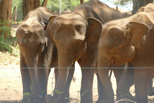 SriLanka_Elephant_Transit_Home3 Kleine Meeresschildkröten in einer Rettungsstation in Sri Lanka
