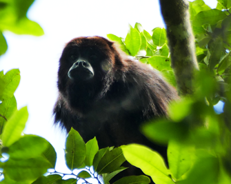Calakmul_Bruellaffe_2