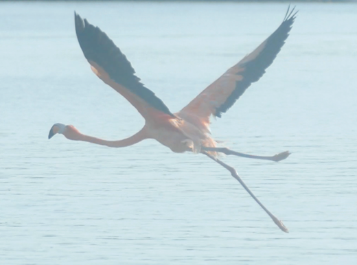 Calestun_Flamingo5