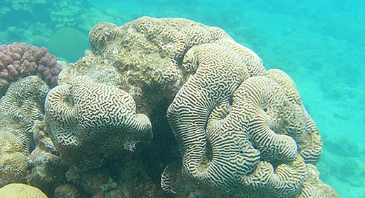 Dhigurah_Schnorcheln3