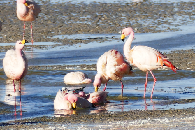 Bolivien_Flamingos_18