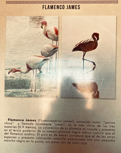 Flamingo_Info_11