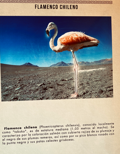 Flamingo_Info_12