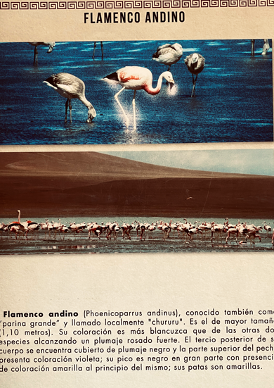 Flamingo_Info_13