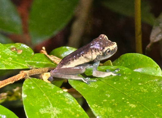 Frosch_Cuyabeno