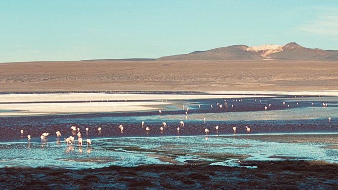 Laguna_Colorada_2