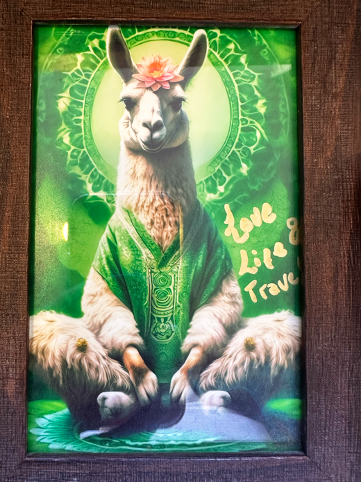 Llama_Cafe_12