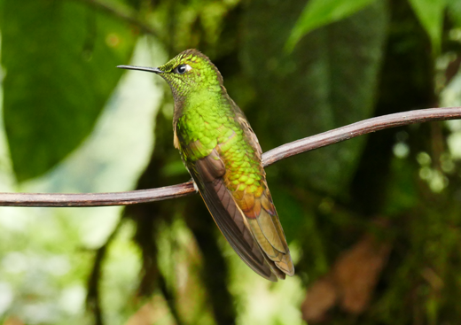 Mindo_Kolibri