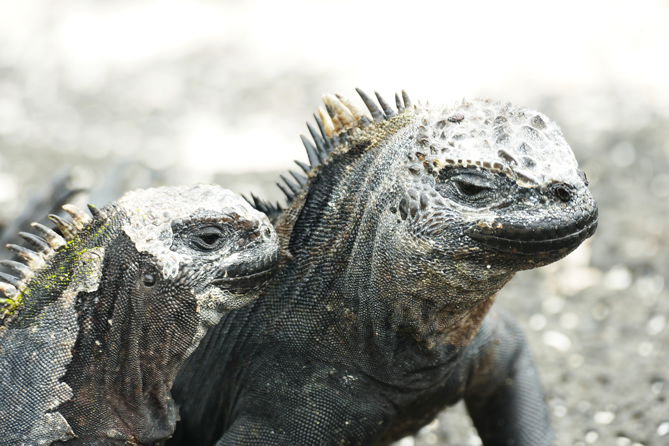 Galapagosechse