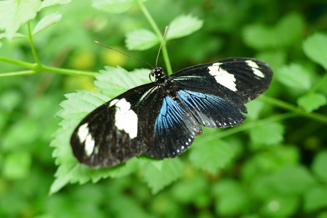 Schmetterling_Mindo_5