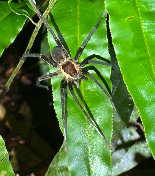 Spinne_Cuyabeno_1