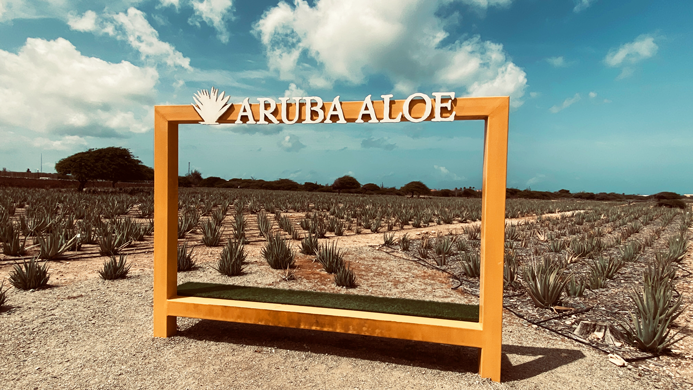 Aloe_Farm_Aruba_7