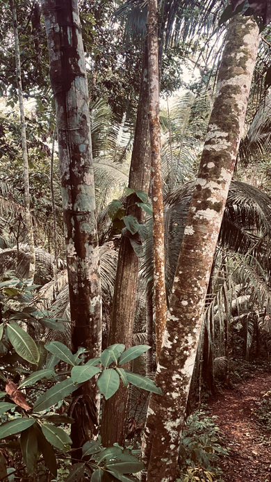 La-Habana_Dschungel