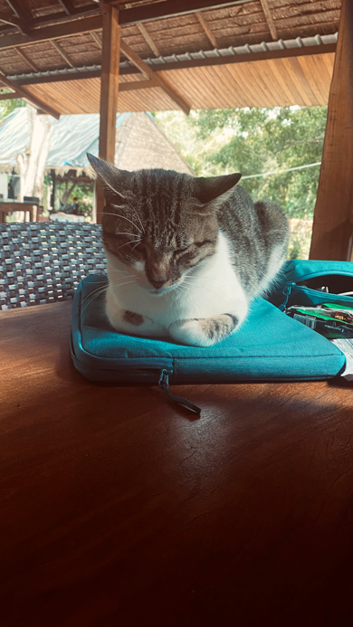 La-Habana_Katze
