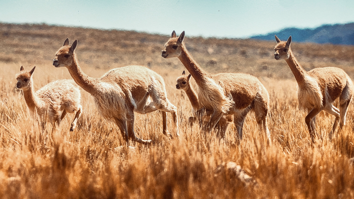 Mundo_Alpaca_10