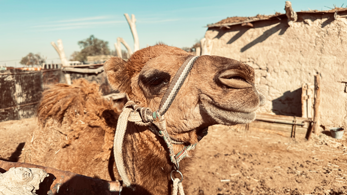 Aralkum_Kamel_1