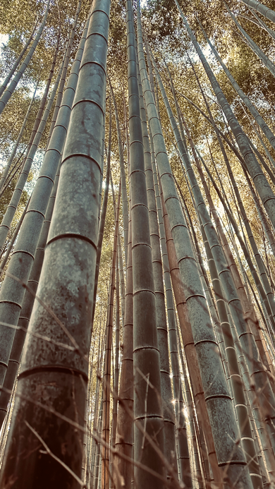 Kyoto_Bambooforest_12