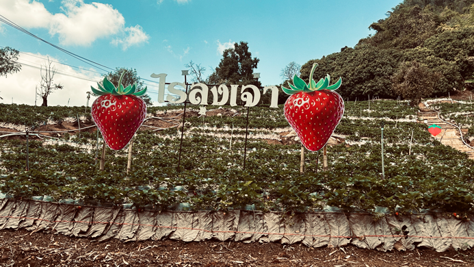 Erdbeeren