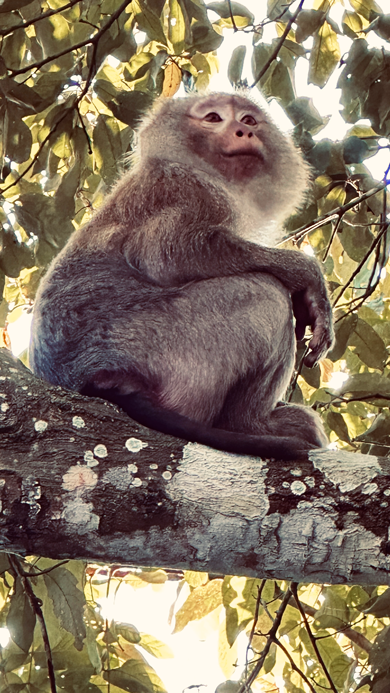 Khao-Yai_Affe
