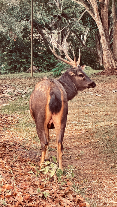 Khao-Yai_Hirsch