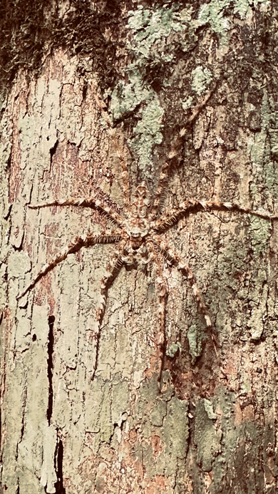 Khao-Yai_Spinne