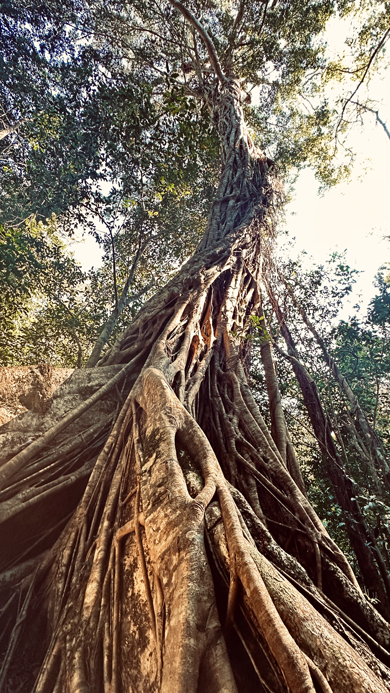 Khao-Yai_Tree