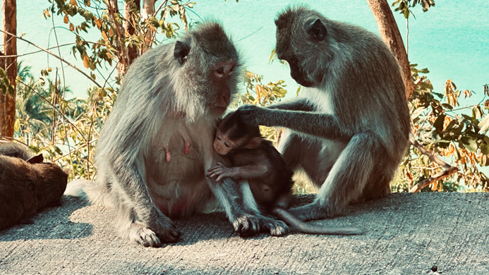Ko-Chang_Monkey_2