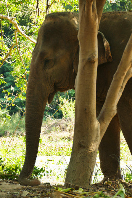 Somboon-Legacy-Foundation_3