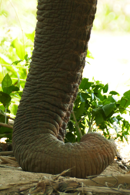 Somboon-Legacy-Foundation_5