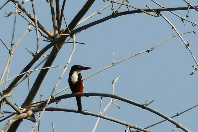 Thung-Satok_Eisvogel