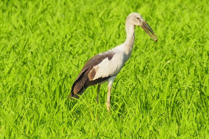 Thung-Satok_Vogel