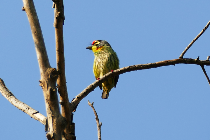 Thung-Satok_Vogel10