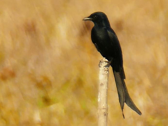 Thung-Satok_Vogel13