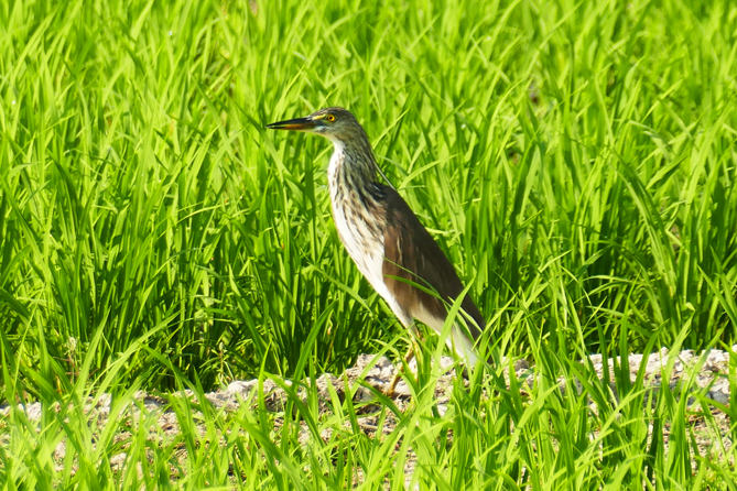 Thung-Satok_Vogel5
