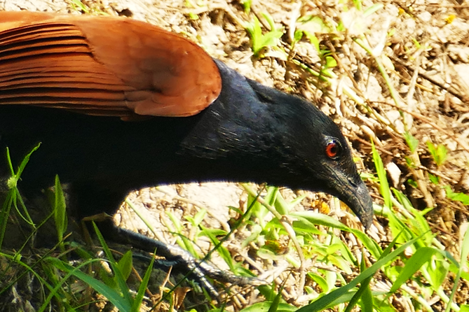 Thung-Satok_Vogel6