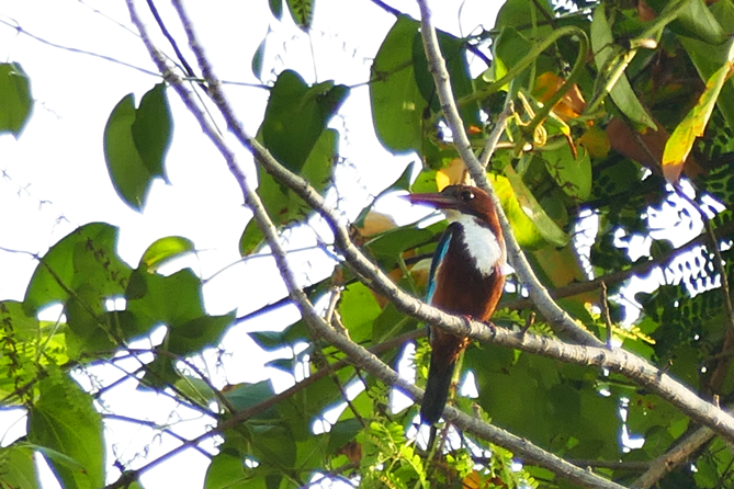 Thung-Satok_Vogel8