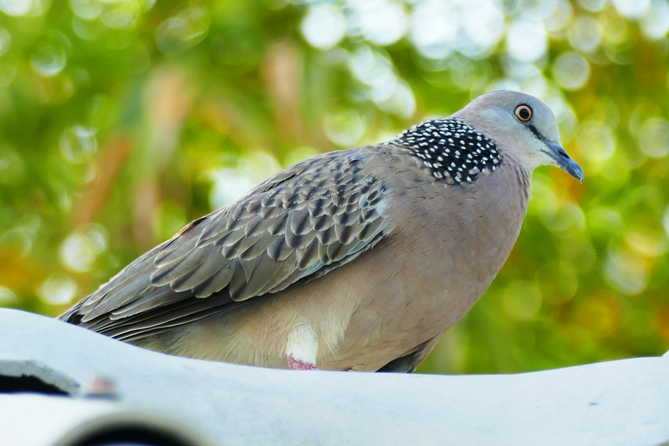 Thung-Satok_Vogel9