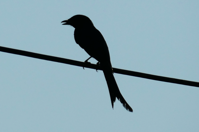 Thung-Satok_Vogel_11
