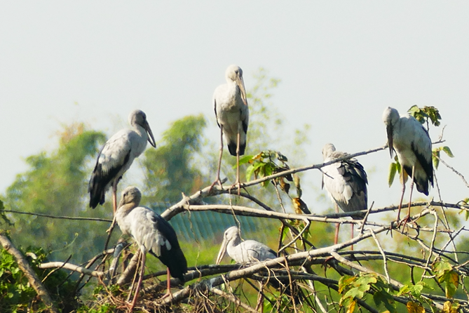 Thung-Satok_Vogel_3