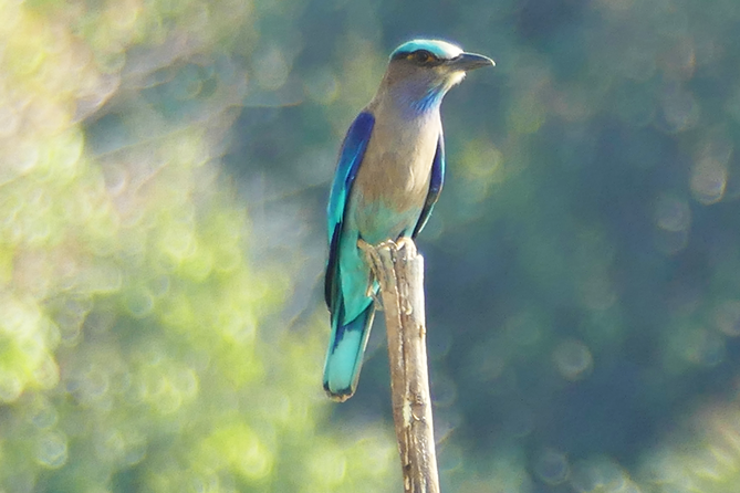 Thung-Satok_Vogel_6