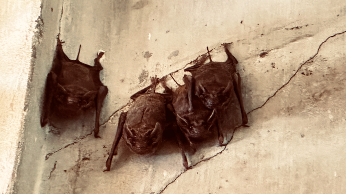 Phnom-Phen_10